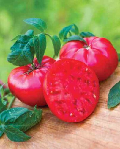 Turner’s Hybrid or Mikado: The Best of the Victorian Tomatoes